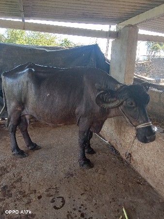 આ ભેંસ વેચવાની છે
