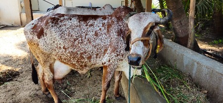 थंबनेल 3