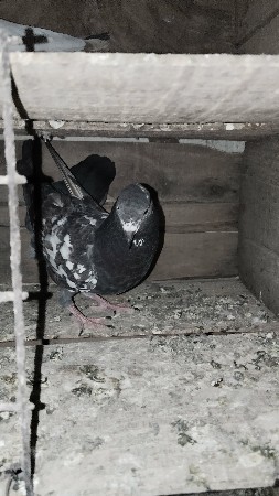 થંબનેલ 2