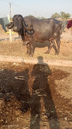 ભેંસ વેચવાની છે