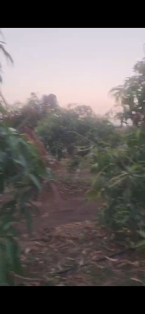 બગીચો 60 વીઘા