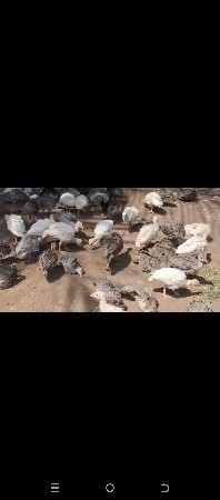 એક નંગ🦃 ટરર્કી 🦃ની કિંમત 1500