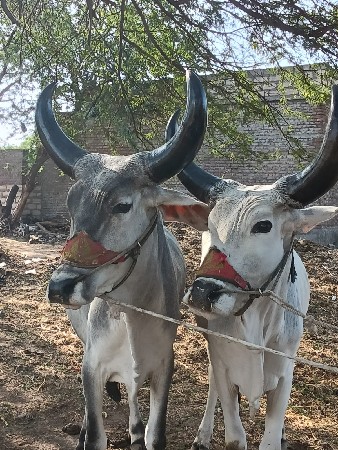 બીજી ધાર ફક્ત લેવા માટે જ કોલ કરો