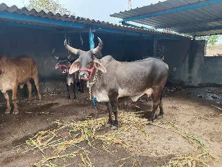 ગાય વેચવાની છે