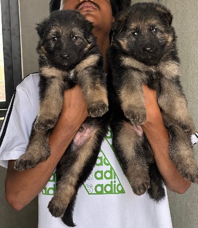 Vadodara pet 🐶 you