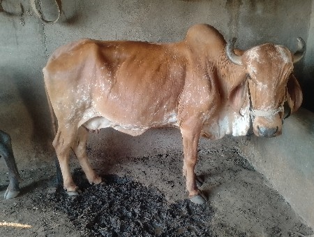 थंबनेल 3