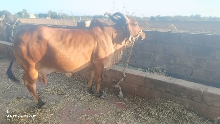ગાય વેચવાની છે