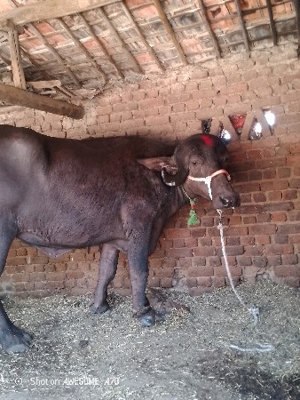 थंबनेल 2