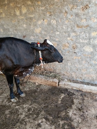 ગાય વેચવાની છે