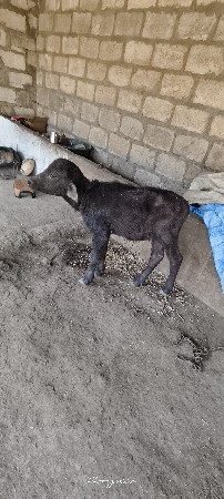 थंबनेल 3