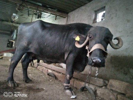 ભેશવેશવાનીછે