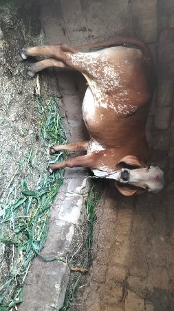 થંબનેલ 2