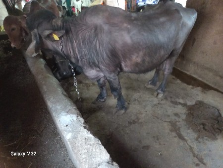 थंबनेल 3