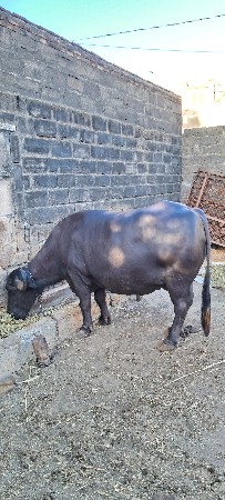 ભેંસ વેચવાની છે