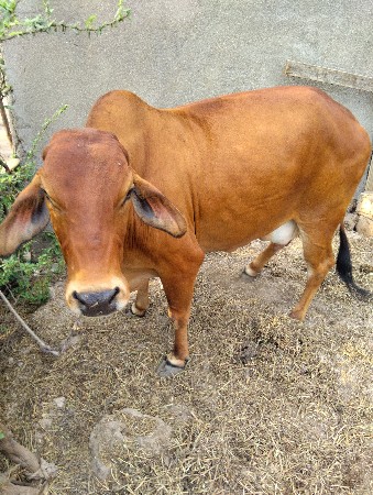 थंबनेल 2