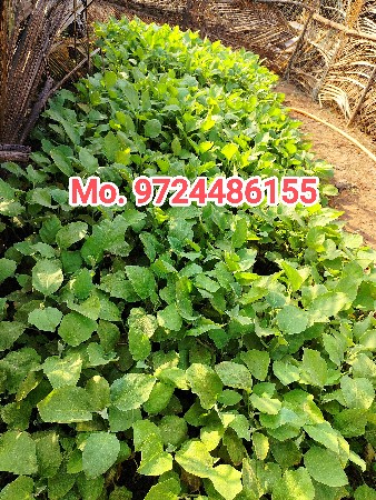 થંબનેલ 3