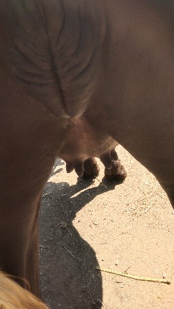 1, વેતર વીયાસે ખળેલી વેચવાની