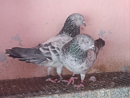 કબૂતર વેચવાના છે