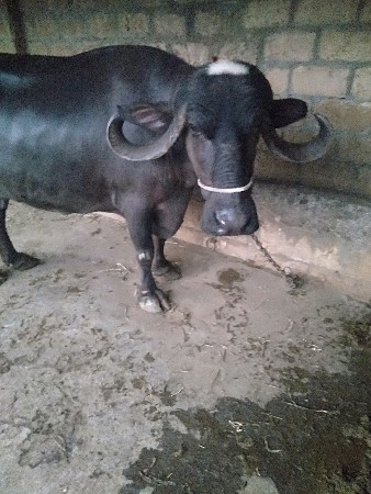 थंबनेल 3