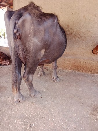 थंबनेल 3