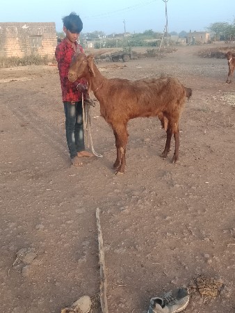 bakri