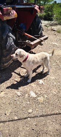 લેબરા ડોગ વેચવાનો છે