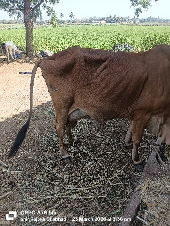 દેશી ગાય