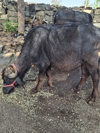 આ પાડી વેચવાની છૈ