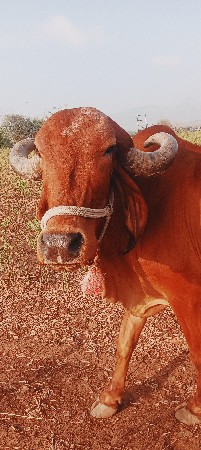 ગાય‌ વેચવાની છે