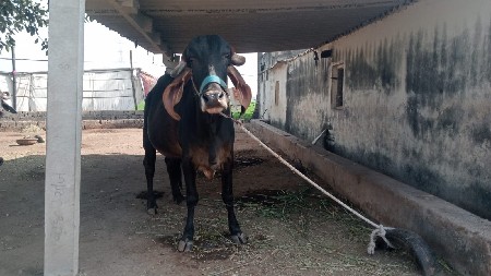 થંબનેલ 3