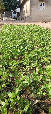 રોપ વેસવાનો સે મરચી નો