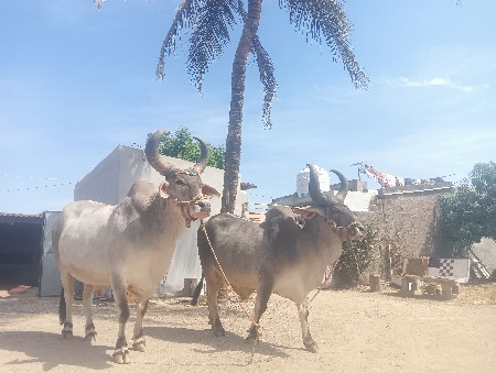 થંબનેલ 3