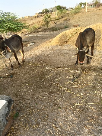 थंबनेल 2