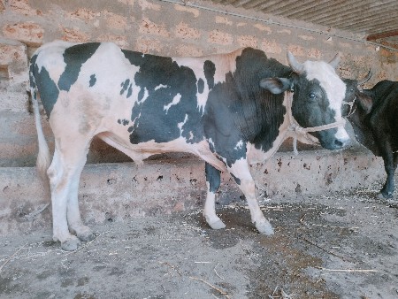 થંબનેલ 2