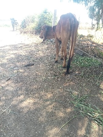 थंबनेल 3