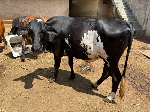 थंबनेल 2