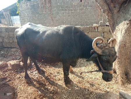 ભેંસ વેચવાની છે