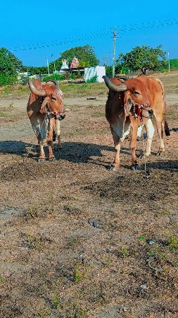 थंबनेल 3