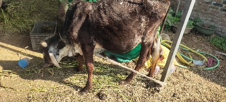 બે વાસડિ