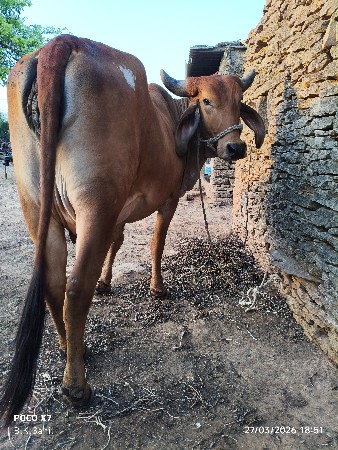 थंबनेल 3