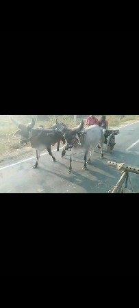 શારદા તે છે