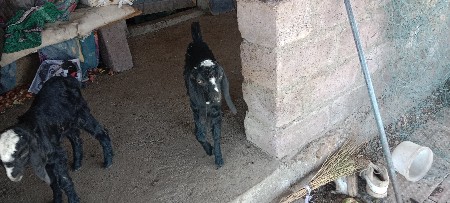 બકરીયૂવેચવાનીછે6