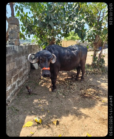 ભેંસ બીજા વેતર માં છે