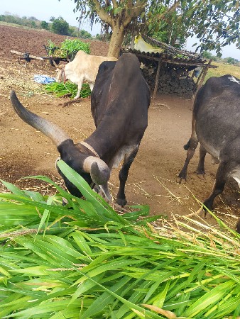 थंबनेल 2