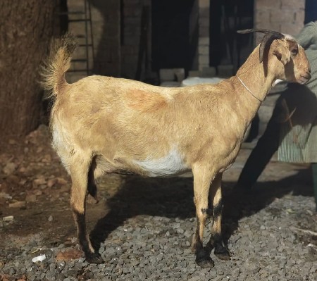 patiri bakri