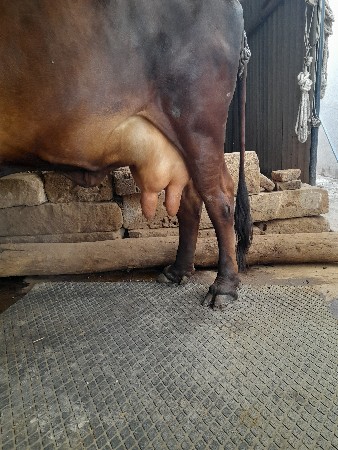 ગીર ગાય વેચવાની છે