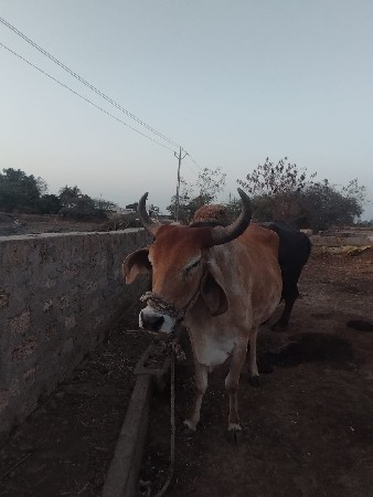 થંબનેલ 3