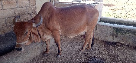 ગાય વેચવાની છે