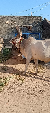 थंबनेल 3