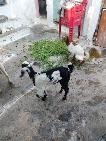 थंबनेल 2